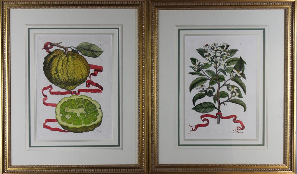 Appraisal: AFTER GIOVANNI BATTISTA FERRARI ITALIAN - SIX BOTANICAL PRINTS FROM