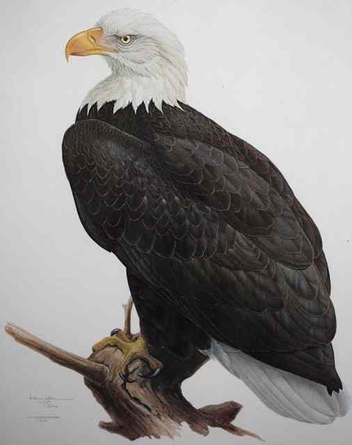 Appraisal: After J F LansdowneA vulture perched on a branch print