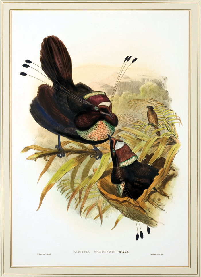 Appraisal: FOUR COLOR LITHOGRAPHS FROM quot THE BIRDS OF AUSTRALIA quot