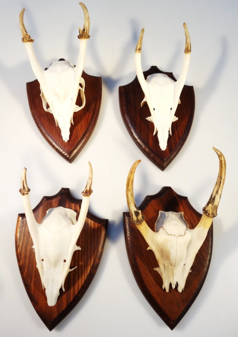 Appraisal: Four skeletal antler heads on oak style shield backs cm