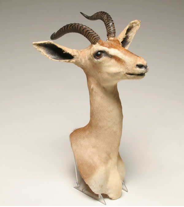 Appraisal: African taxidermy antelope mount Overall H Good condition damage at