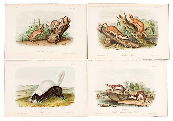 Appraisal: FOUR AUDUBON FIRST OCTAVO QUADRUPEDS OF WEASELS from the first