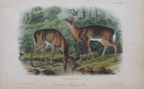 Appraisal: John James Audubon American - Common or Virginia Deer number