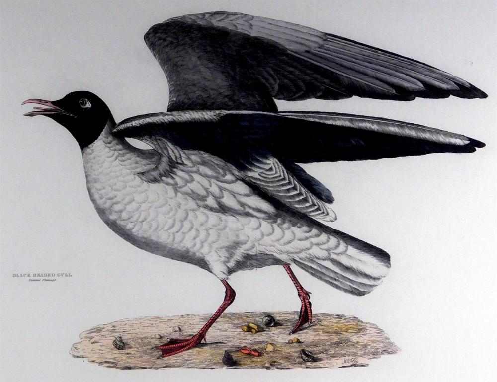 Appraisal: Prideaux John Selby British - Black Headed Gull hand colored