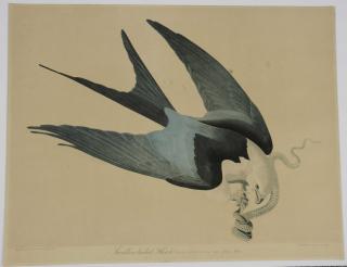 Appraisal: After John James Audubon New York - Swallow-tailed Hawk Plate