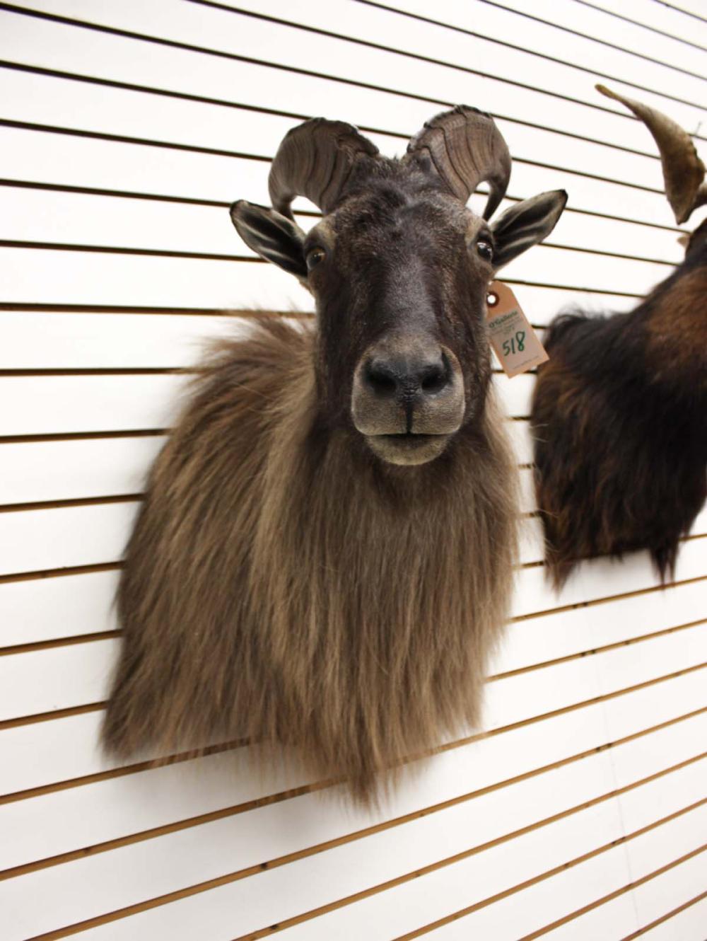 Appraisal: HIMALAYAN OR NEW ZEALAND TAHR GAME MOUNT an ungulate related