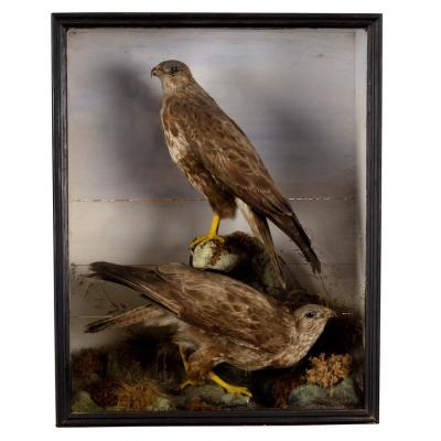 Appraisal: A taxidermy case of two buzzards in a naturalistic setting