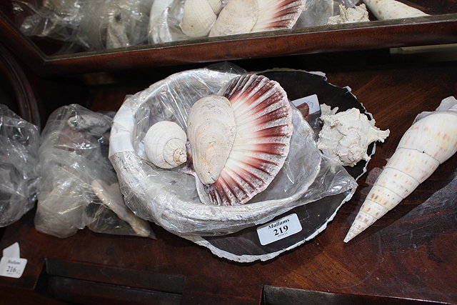 Appraisal: A SMALL QUANTITY OF VARIOUS SEA SHELLS