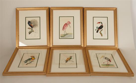 Appraisal: Six F P Nodder Hand-colored Engravings of Tropical Birds -