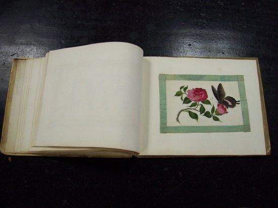 Appraisal: English School early th CenturyFauna and Floraeleven watercolours on rice