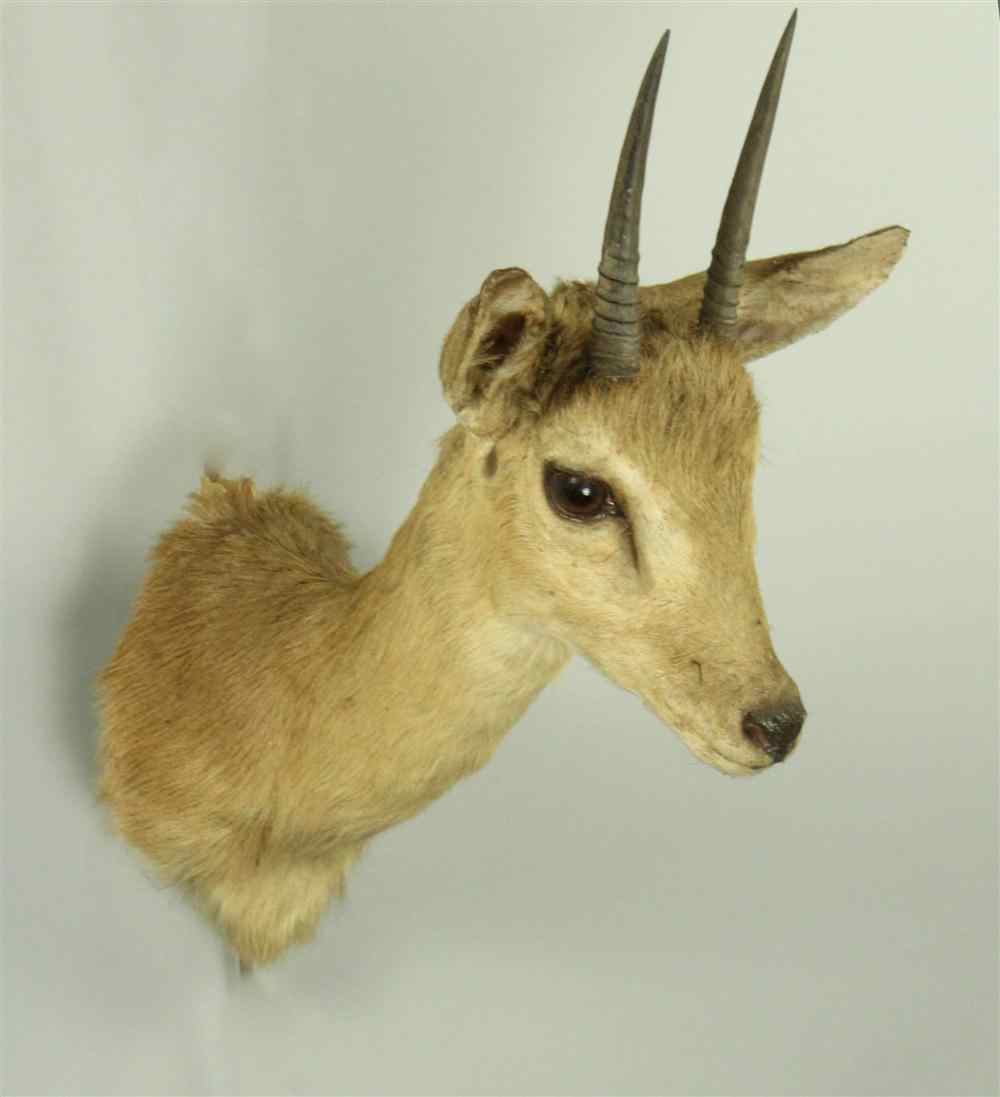 Appraisal: EAST AFRICAN STEENBOK TAXIDERMY SHOULDER MOUNT LABEL ''JAMES L CLARK