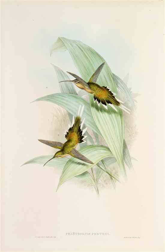 Appraisal: ORNITHOLOGY ENGLISH GOULD JOHN A group of four lithographs of