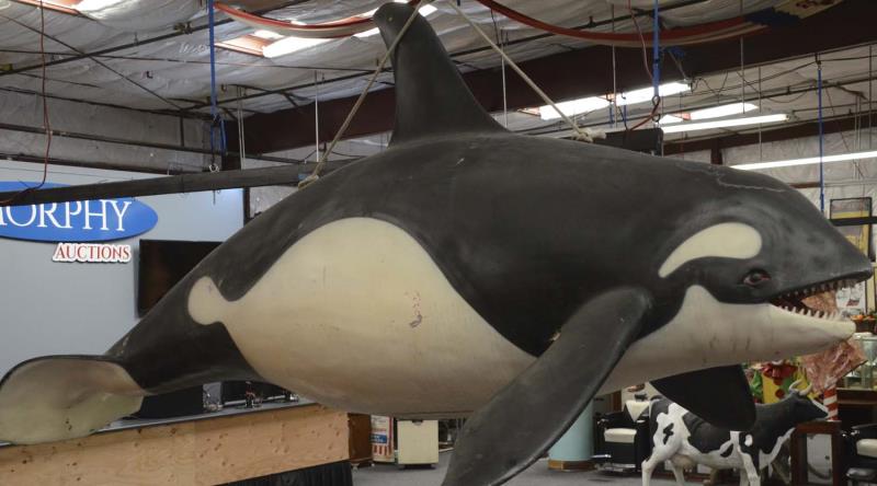 Appraisal: Large Hanging Killer Whale This eight foot long whale itself