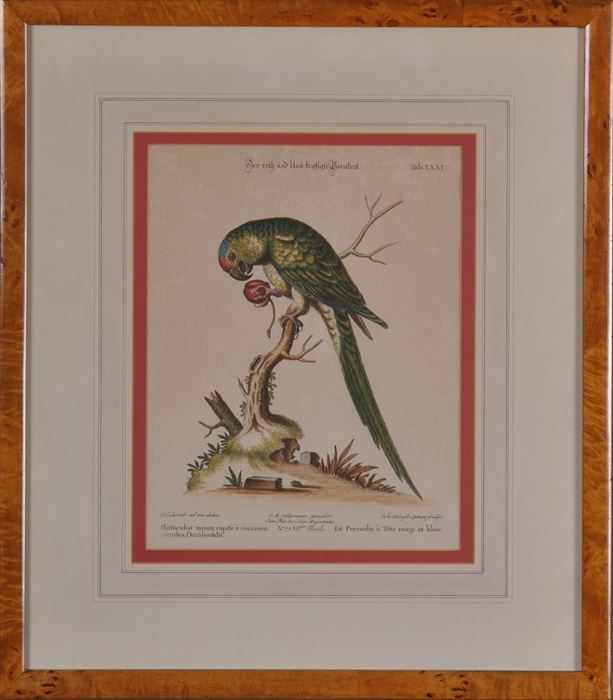 Appraisal: EIGHT BIRD PRINTS Hand-colored engravings matted and framed largest x