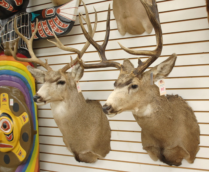 Appraisal: TWO WESTERN MULE DEER TROPHY MOUNTS each a large trophy-size