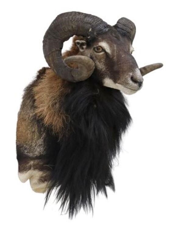 Appraisal: Taxidermy mountain sheep shoulder mount one horn intact with restoration