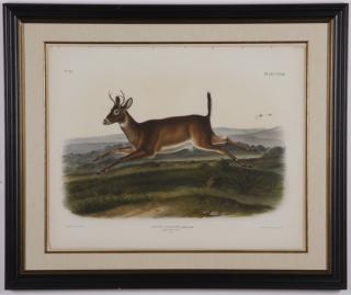 Appraisal: James Audubon original litho circa Mid th century hand colored