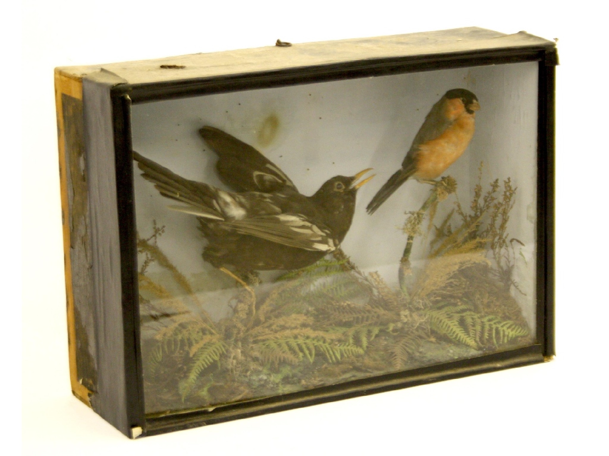 Appraisal: Taxidermy Study - comprising a bullfinch and female blackbird within