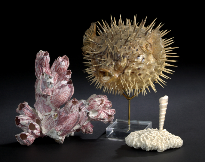 Appraisal: Three-Piece Sea Life Group consisting of a taxidermy figure of