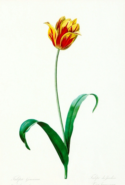 Appraisal: After Pierre Joseph Redoute - Two botanical prints Tulip and