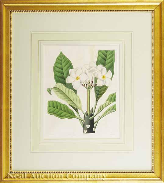 Appraisal: A Group of Eight Hand-Colored Engravings of Botanicals Including Lilies