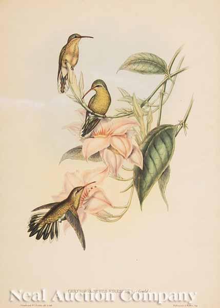 Appraisal: After John Gould English - Chrysobronchus Virescens hand-colored hummingbird lithograph