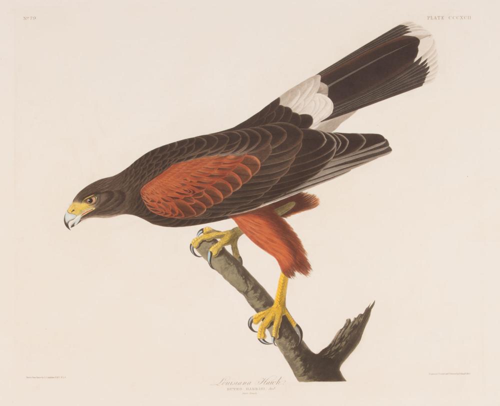 Appraisal: John James Audubon American - Louisiana Hawk Plate hand-colored aquatint