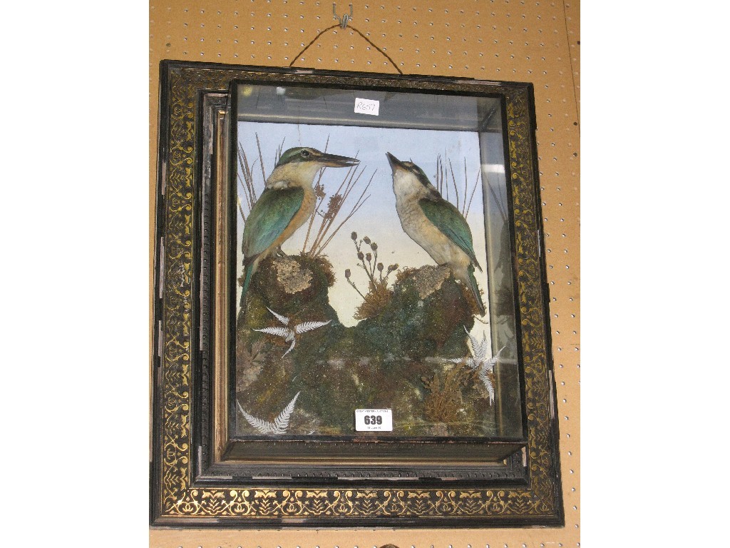 Appraisal: Cased taxidermy of a pair of kingfishers in naturalistic setting