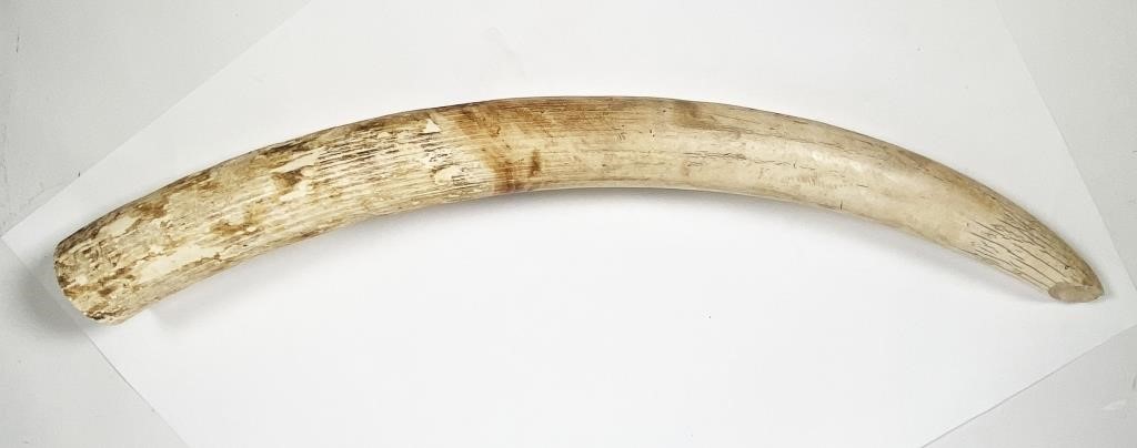 Appraisal: Old partially worked elephant tusk apparently the beginning of a