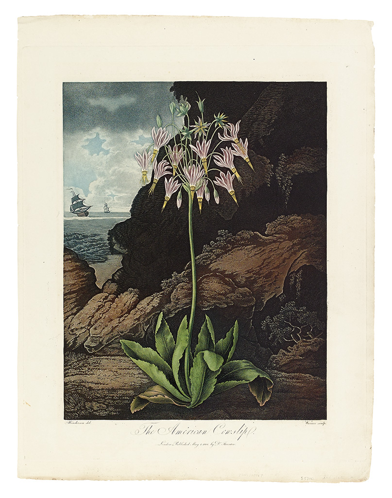 Appraisal: THORNTON ROBERT JOHN The American Cowslip Hand-finished color-printed aquatint and