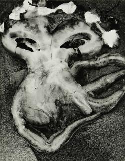 Appraisal: Photograph Brett Weston Brett Weston American - Jelly Fish gelatin