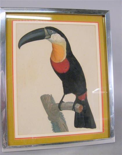 Appraisal: th century hand colored engraved print toucan Margins cut and