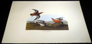 Appraisal: Ornithology Birds Of America LIMITED EDITION AMSTERDAM AUDUBON LITHOGRAPH Red