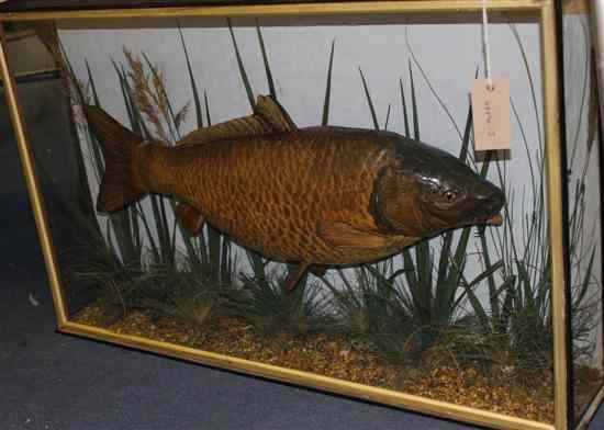 Appraisal: An Edwardian taxidermic carp in naturalistic setting and straight front