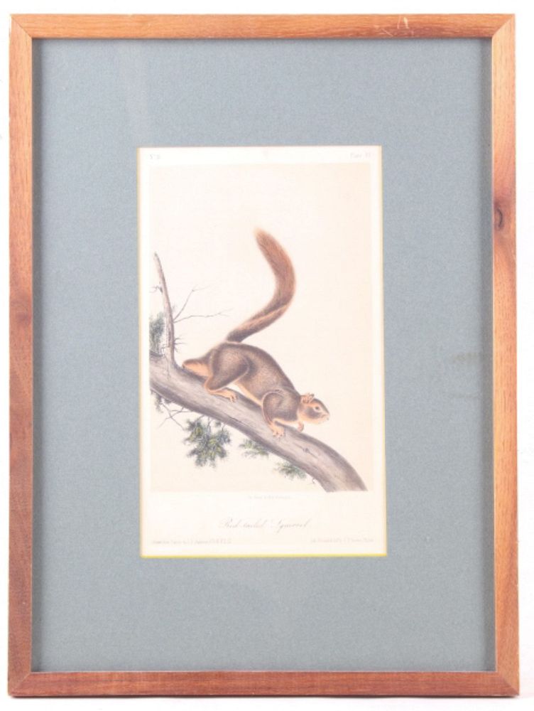 Appraisal: Bowen Lithograph Red Tailed Squirrel by Audubon For your consideration