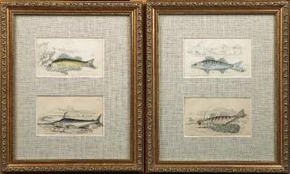 Appraisal: William Home Lizars - Acerina Vulgaris and Common Sword-Fish and