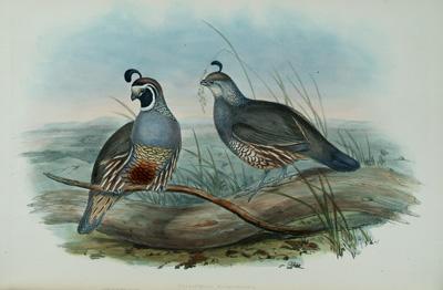 Appraisal: Gould s quot Partridges of America quot John Gould Monograph