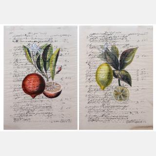 Appraisal: Two th Century Ink and Watercolors on paper Botanicals Of