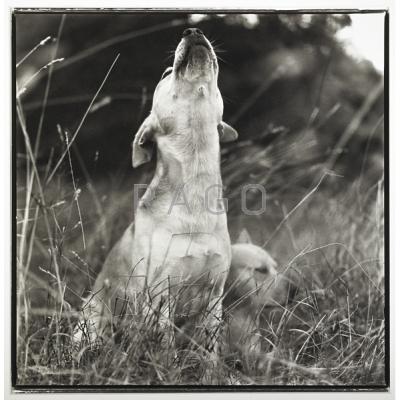 Appraisal: Keith Carter American b Howling Gelatin silver print Signed dated