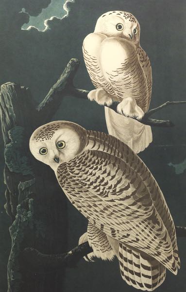 Appraisal: JOHN JAMES AUDUBON AMERICAN - x sight size Snowy Owl