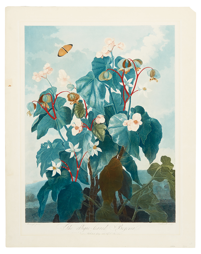 Appraisal: THORNTON ROBERT JOHN The Oblique-Leaved Begonia Hand-finished color-printed aquatint and