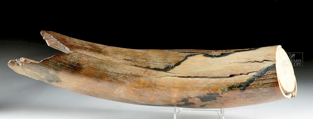 Appraisal: Stunning Mammoth Tusk Fragment Originally Listed At Central Asia Russia