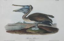 Appraisal: John James Audubon American - Brown Pelican Young first Winter