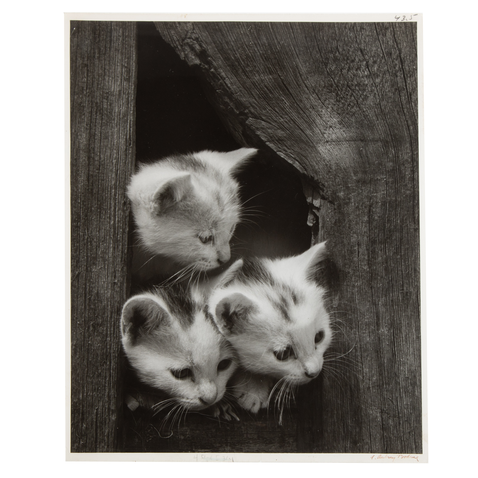 Appraisal: A AUBREY BODINE THREE KITTENS PHOTOGRAPH American - Gelatin silver