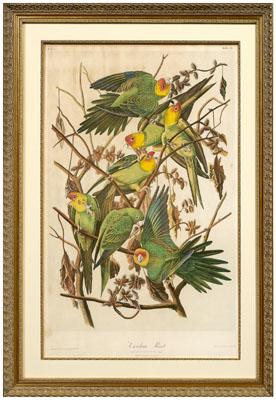 Appraisal: Bien edition Audubon print quot Carolina Parrot quot plate from