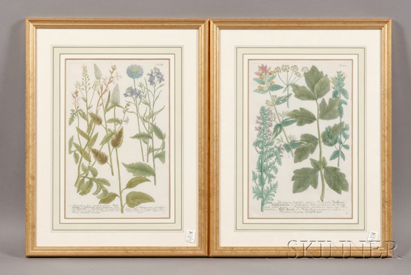 Appraisal: Continental School th th Century Two Botanical Images Numbered and