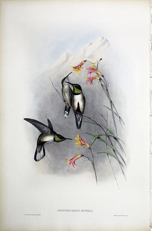 Appraisal: Beautiful Hand Colored Lithographs of Hummingbirds by Gould Oreotrochilus Estella