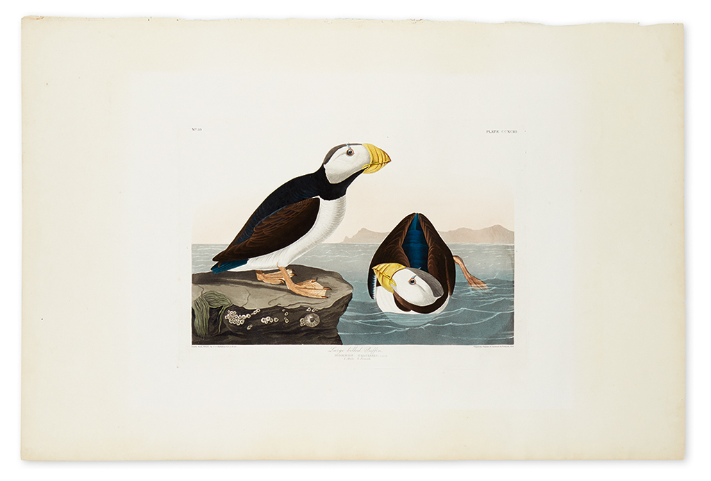 Appraisal: AUDUBON JOHN JAMES Large Billed Puffin Plate CCXCIII Hand-colored aquatint