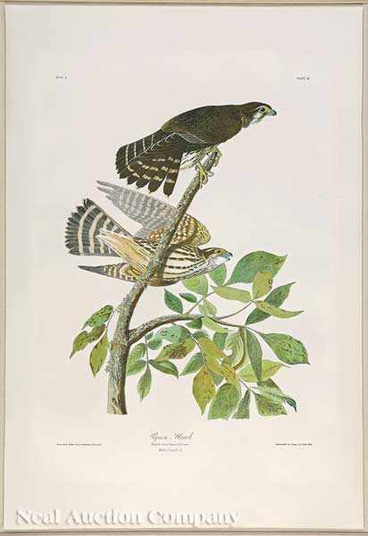 Appraisal: John James Audubon American - Pigeon Hawk Plate chromolithograph from