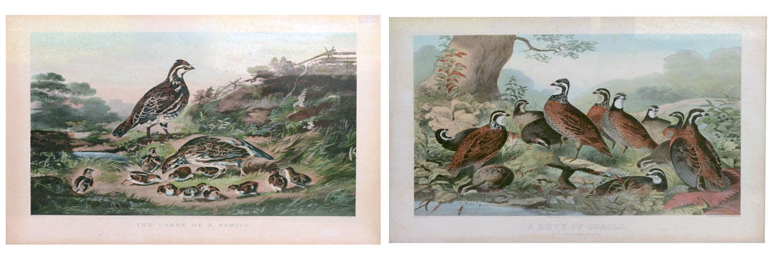 Appraisal: TWO EARLY QUAIL LITHOGRAPHS ''The Cares of a Family'' Lithograph